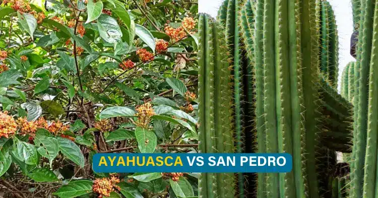 Ayahuasca vs San Pedro: Key Healing Differences