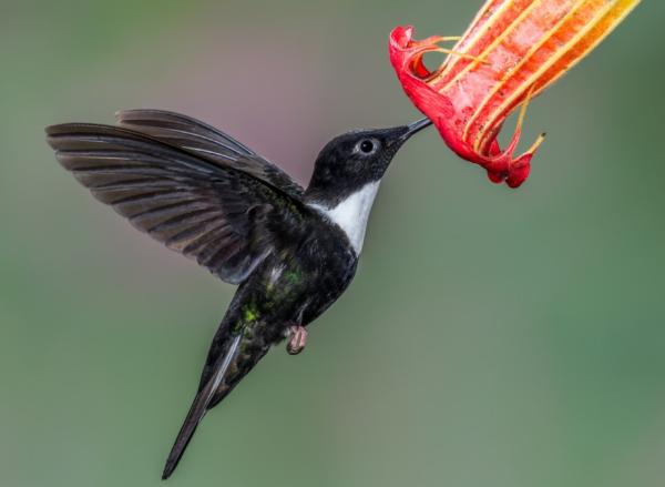 Ayahuasca y el colibrí: la conexión entre el chamán y el espíritu del ave