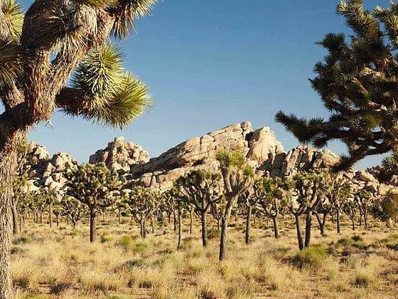 Explorando la conexión espiritual: El retiro de Ayahuasca en Joshua Tree