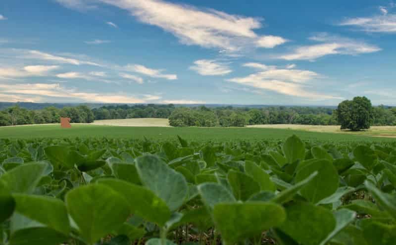 Retiro de Ayahuasca en Indiana: Descubre el Poder Transformador de la Planta Sagrada